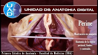 Periné maqueta  Unidad de Anatomía Digital  Primera cátedra de Anatomía  FMed  UBA [upl. by Hpeseoj]