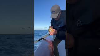 Angler uses the sinker rig to hook a big bluefin tuna Now he’s having trouble turning the handle [upl. by Aivon123]