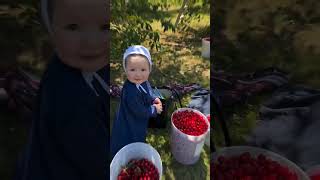 Cherry 🍒 Strawberry 🍓 Picking Farm  Gujju In Canada 🇨🇦 [upl. by Hakkeber471]