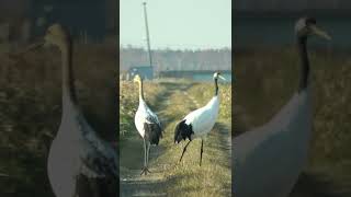 Redcrowned cranes Ahead shorts [upl. by Ennaear]