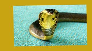 English CreationsKing Cobra and Anaconda [upl. by Zumstein]