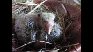 Jeune pigeon cauchois à 8 jours le 16 mai 2014 [upl. by Enyaz889]