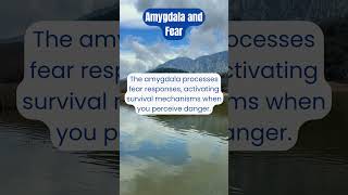 The Amygdala The Brains Fear Center Explained in 60 Seconds [upl. by Adiol]