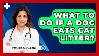 What To Do If A Dog Eats Cat Litter  PetGuide360com [upl. by Standush]