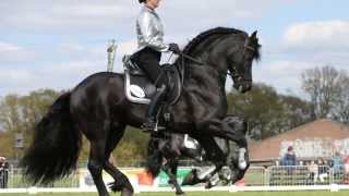 Het Friese Paard ebook video over de Fries zwart paard [upl. by Primrosa]