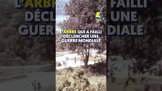 Cet arbre a failli déclencher une guerre mondiale  shorts [upl. by Vasiliki80]