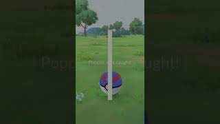 Shiny Popplio in Pokemon Go pokemon pokemongogaming pokemoncommunity [upl. by Neelyahs]