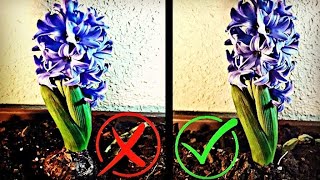 ⚠️ No HAGAS Esto CON Tus JACINTOS ♦ Como PLANTAR JACINTOS Cuidados Del Jacinto Hyacinthus [upl. by Ehsrop]