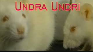 undra undri ko bhajan new bhajan undra undari ka video [upl. by Cioffred626]