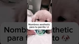 Nombres aesthetic para tu perrito 🐶 [upl. by Pelagias]