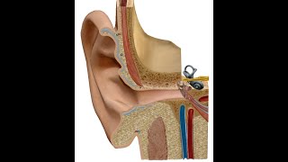 ANATOMIE FMPM ANATOMIE DE LOREILLE [upl. by Clarhe]