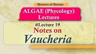 Lecture 19  Vaucheria Life Cycle Chlorophyceae  Algae Lecture Notes [upl. by Gnil]