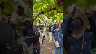 Koshu Grapes Picking🍇🇯🇵 yamanashijapan vineyard winery koshugrapes [upl. by Spiegleman]