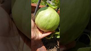 Buah Honeydew melon minigarden gardening shortvideo [upl. by Dupin]