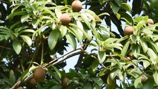 Achras sapota fruits in Bangladesh বাংলাদেশী সবেদা ফল [upl. by Hegarty521]