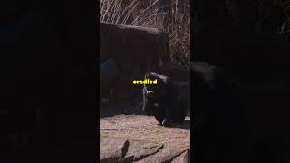 Heroic Gorilla Saves Boy Binti Juas Incredible Story shortsfeed news love universe [upl. by Ahsenre228]