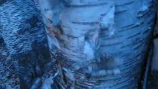 How to make Birch Syrup [upl. by Aiasi]