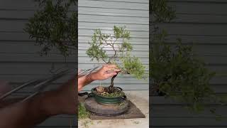 Tea Tree Bonsai Refinement [upl. by Adnalahs]