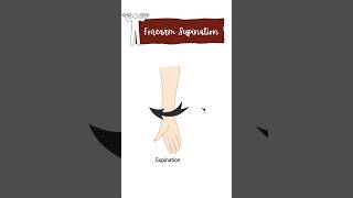 Forearm supination muscles physiotherapy anatomy movement muscles [upl. by Nais]