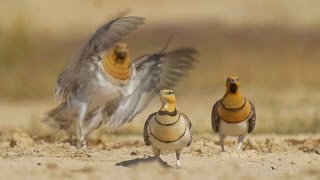 Sandgrouse drinking in Shivta الغطاطة קטות שותות בשבטה पिन पूंछ サケイ वाले सैंडग्रास گودال ماسه ای [upl. by Aiello]