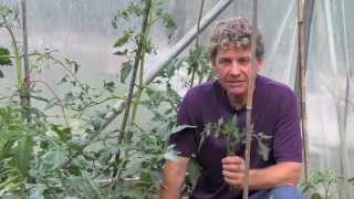 TOMATO BLIGHT  SPRAYING ORGANIC [upl. by Juakn]