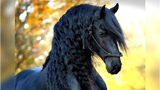 8 Most Beautiful Horses on Planet Earth [upl. by Aubin118]