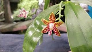 Phalaenopsis amboinensis [upl. by Berty]