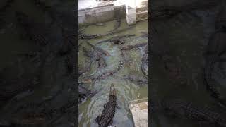 2024 Crocodile  Crocodile Eat Food In Zoo short  6 [upl. by Ulita]