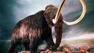 Awesome MAMMOTHS Discovery Animals Documentary HD [upl. by Gardia]