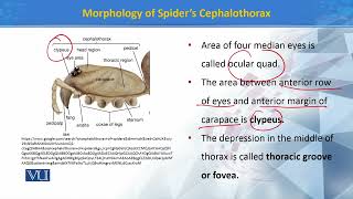 Morphology of spiders Cephalothorax  Principles of Systematics ZOO511TTopic139 [upl. by Idelle]