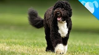 Portuguese Water Dogs Facts [upl. by Surtimed]