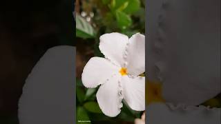 শখের বাগানের সাদা শুভ্রতা 🌸🌸🌸 shortsvideo nature beautiful garden gardenflowers [upl. by Rtoip]