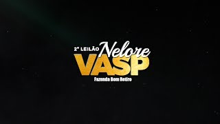 LEILÃO NELORE VASP 2024 [upl. by Kizzee]