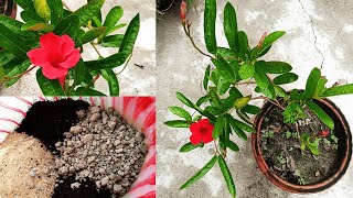 How to Grow Mandevilla in Pots  Tips for growing Mandevilla Vine  How to get more flowers [upl. by Benji601]