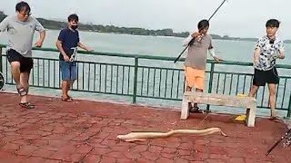 Bedok Jetty what a day monster moray ell dance all around [upl. by Milan]