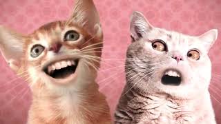 les chats chante [upl. by Greyso]