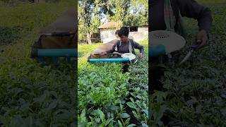 Tea leaf cutting shortsviral viralshorts trending ytviral livestream facts new youtubeshort [upl. by Sidonia]