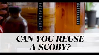 Do Kombucha SCOBYsPellicles Expire [upl. by Zillah961]