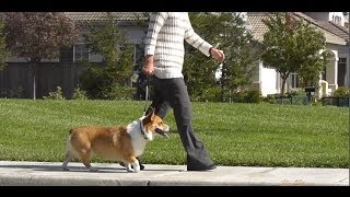 Dog Walking Tips Part 1 Techniques and Tips [upl. by Najed]