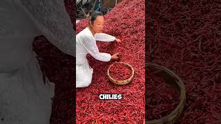 quotHow Chinese Farmers Grow Chillies with Wheat Genius Farming Hackquot virulshort virulshorts [upl. by Albright]