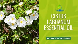 Cistus Labdanum Rose of Sharon Essential Oil  Uses And Benefits  Rock Rose [upl. by Ivar]