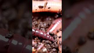 Phylum Annelida taxonomic facts 11bio biologyscience [upl. by Aikel]