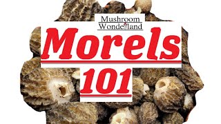 Morels 101 All about early false natural and burn morels [upl. by Grizel741]