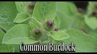 How to Identify Common Burdock Arctium minus  Wild Edible and Medicinal Plant Identification [upl. by Charlton]