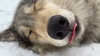 Gray Wolf Uses Fresh Snow as Pillow [upl. by Boyes]