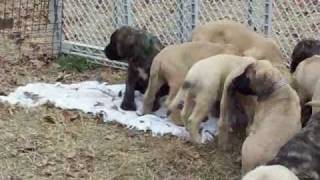 mastiff puppies 8 weeks old [upl. by Alliscirp]