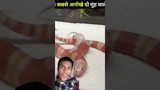 Two heads snakes🐍🤯 amazingfacts weirdanimals factsinhindi wildcreatures animals uniqueanimals [upl. by Homerus270]