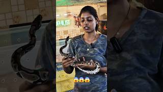 விளையாட்டு பொம்மை 😍 பைத்தான்  python in Tamil [upl. by Karola]