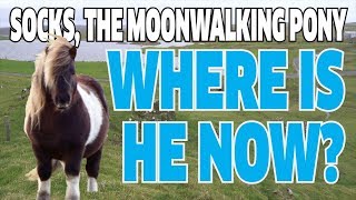 Socks the Moonwalking Pony  Where is he now [upl. by Agace]