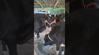 cow animals youtubeshorts shorts viralvideo indonesia [upl. by Einnor]